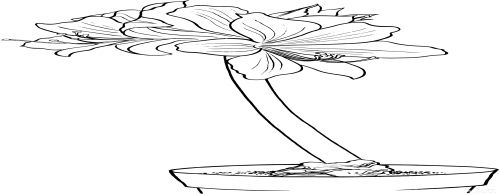 Coloriage Amaryllis Hippeastrum